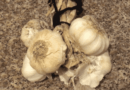SARIMSAĞIN MÜSHİL ETKİSİ /// The laxative effect of garlic.