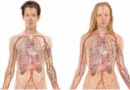 KANSER’DE BAŞARI HİKAYESİ / A SUCCESS STORY IN CANCER